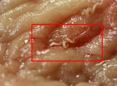 Overview of hookworms in dogs