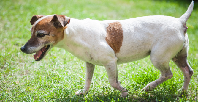 How Long a Dog Can Go Without Food