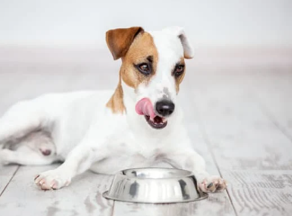 How Long Is Safe for a Dog to Go Without Food?