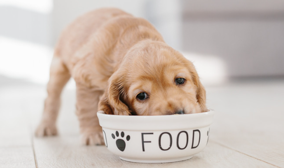 Signs That a Dog Hasn't Eaten for Too Long