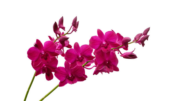 About orchid plants