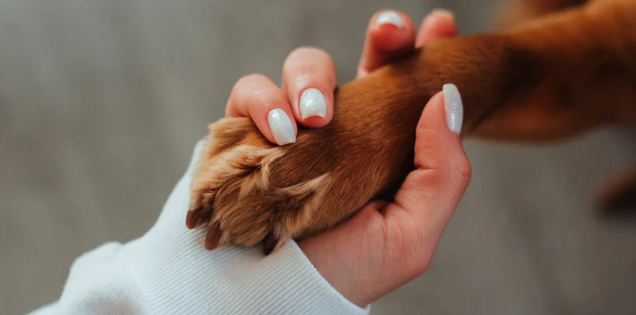 Home Remedies for Stopping Paw Licking