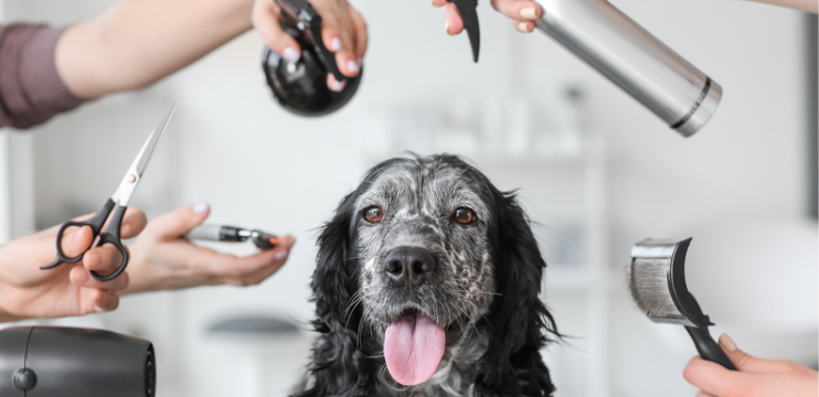 importance of dog grooming