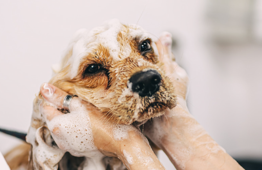 Understanding the Role of a Dog Groomer