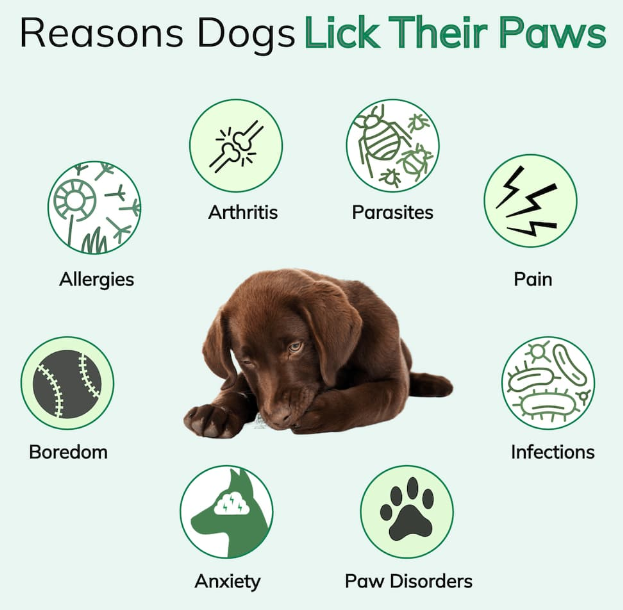 Behavioral Causes of Paw Chewing in Dogs