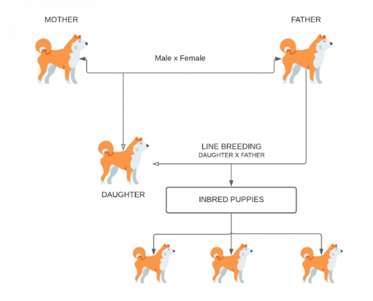 Line Breeding vs. Inbreeding: What’s the Difference?