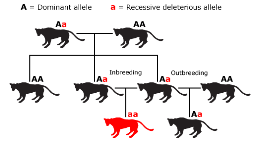 Line Breeding in Different Dog Breeds