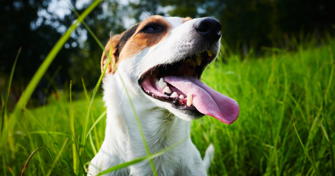 How Many Breaths Per Minute Is Normal for Dogs? 