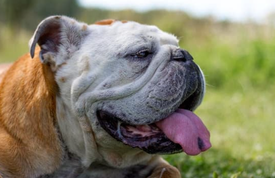 Common Causes of Fast Breathing in Dogs