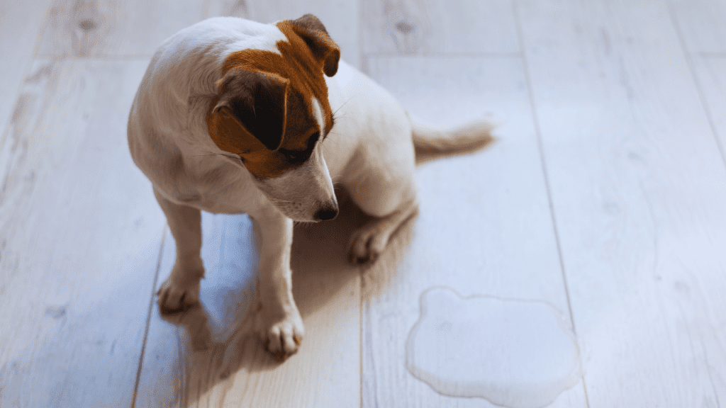 Using Leash Training to Encourage Bathroom Breaks