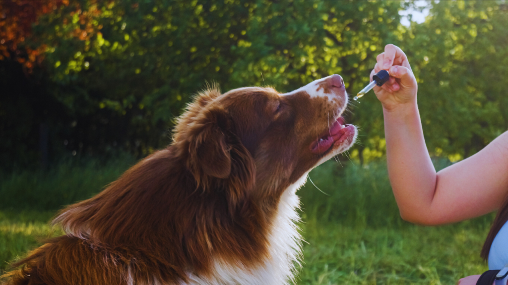 can dogs eat olive oil