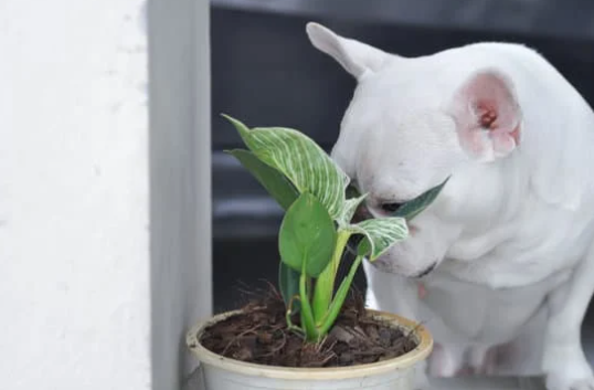 Why Are Philodendrons Popular Houseplants?