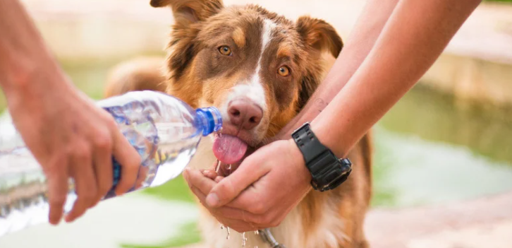 The importance of water for dogs