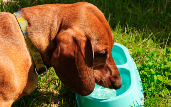 Average Time Dogs Can Go Without Water