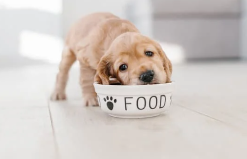 Are Lentils Safe for Dogs?