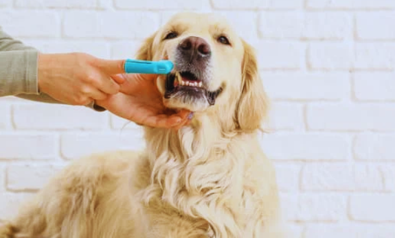 dog brushing essential