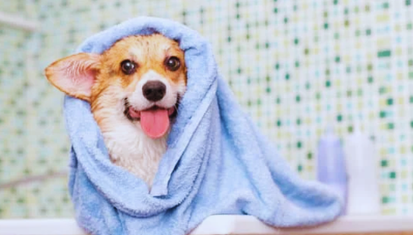 How Often Should You Bathe Your Dog?