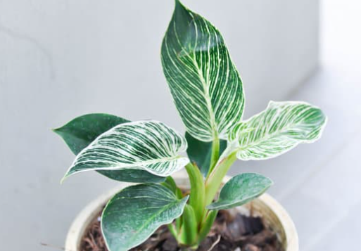 What is a Philodendron?