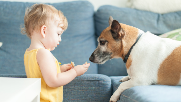 The Relationship Between Dogs and Babies