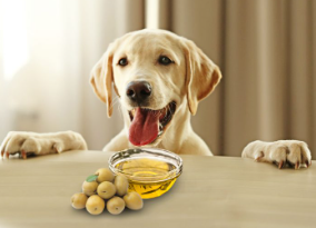 How Olive Oil Can Help Your Dog’s Health