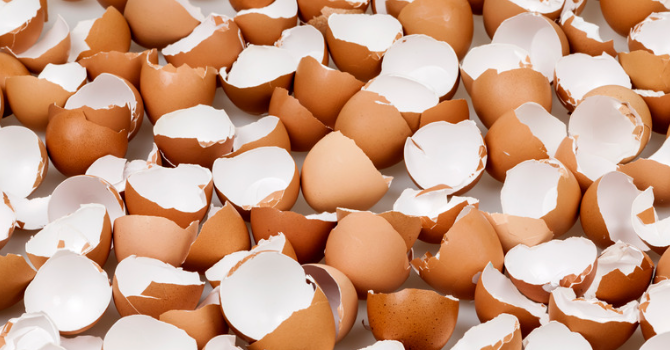 Can dogs eat eggshells?