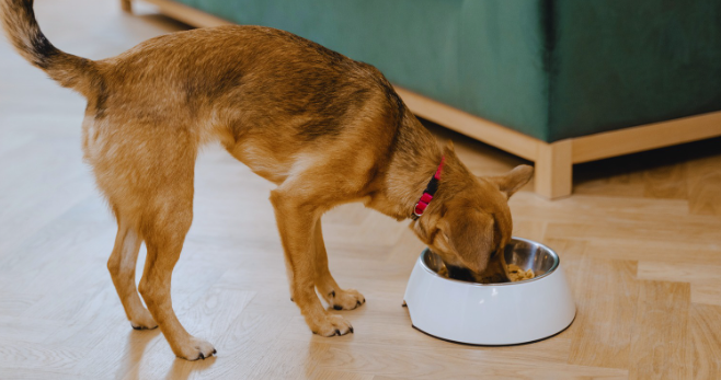 Benefits of Adding Eggshells to Homemade Dog Food