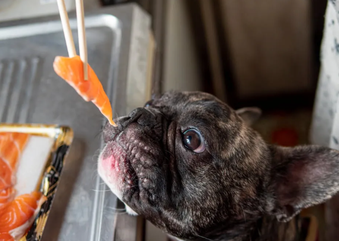 Why Salmon Is a Popular Choice for Dog Owners