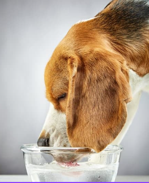 What is dehydration in dogs?