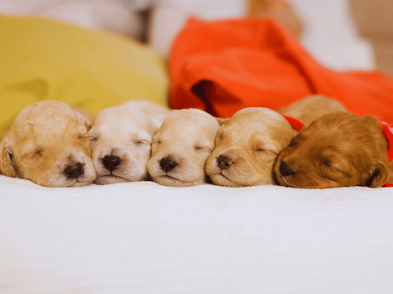 Can You Separate Puppies from Mother at Night?
