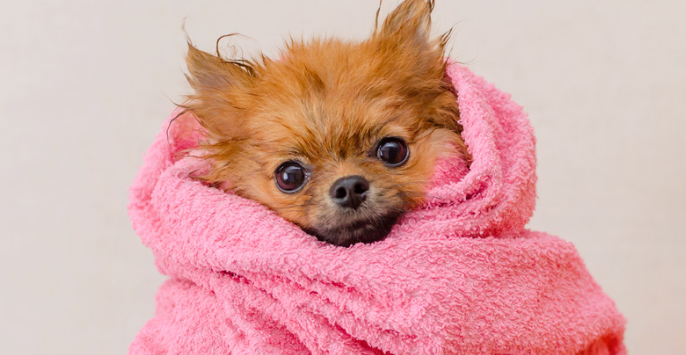 Why Some Dogs Need a Freshening Up Between Baths?