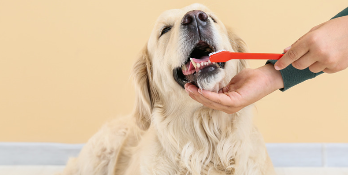 Regular Brushing and Grooming for Dogs: Why It Matters