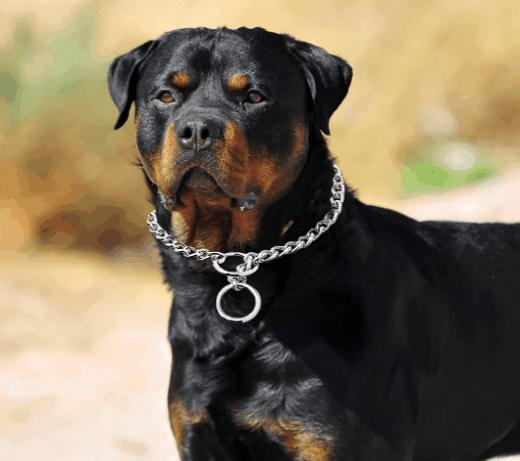 Potential Risks of Choke Collars