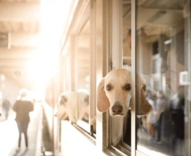 A New Friend on Board with traveling with dog 