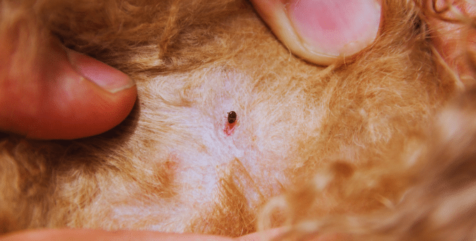 How Long Should You Wait After Applying Topical Flea Treatment?