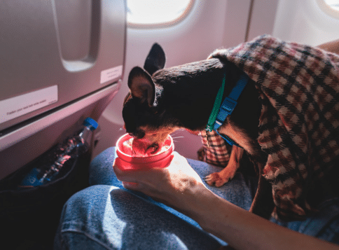 Food for Dogs During Plane Journeys