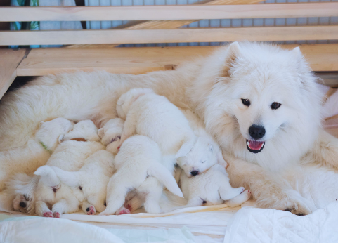 Understanding the Mother-Puppy Bond