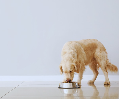 Adding Chicken to Your Dog’s Diet