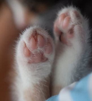 Importance of Paw Pads in Dogs