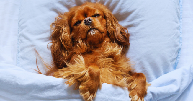 Importance of Sleep for Dogs