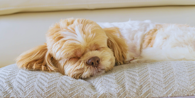 Signs That Your Dog Might Be Sleeping Too Much