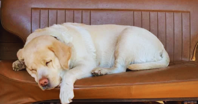 How to Help Your Dog Get Better Sleep