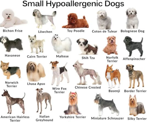 Different Types of Dachshunds and Allergy Factors